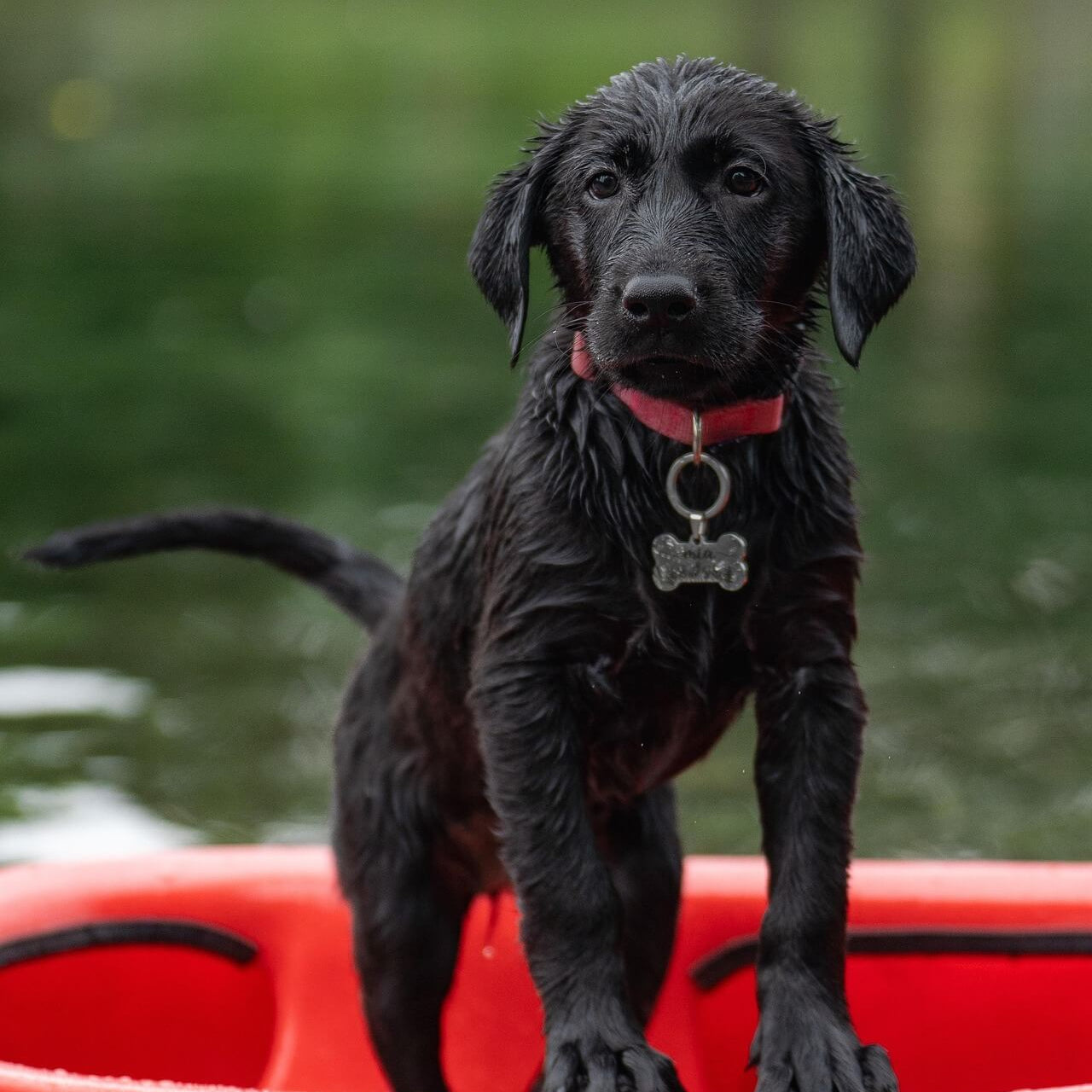 Black dog standing on a red kayak with a blurred water background