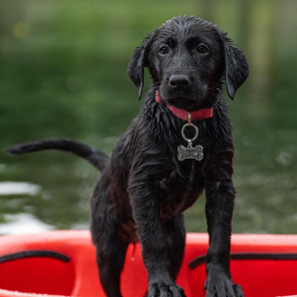 Black dog standing on a red kayak with a blurred water background