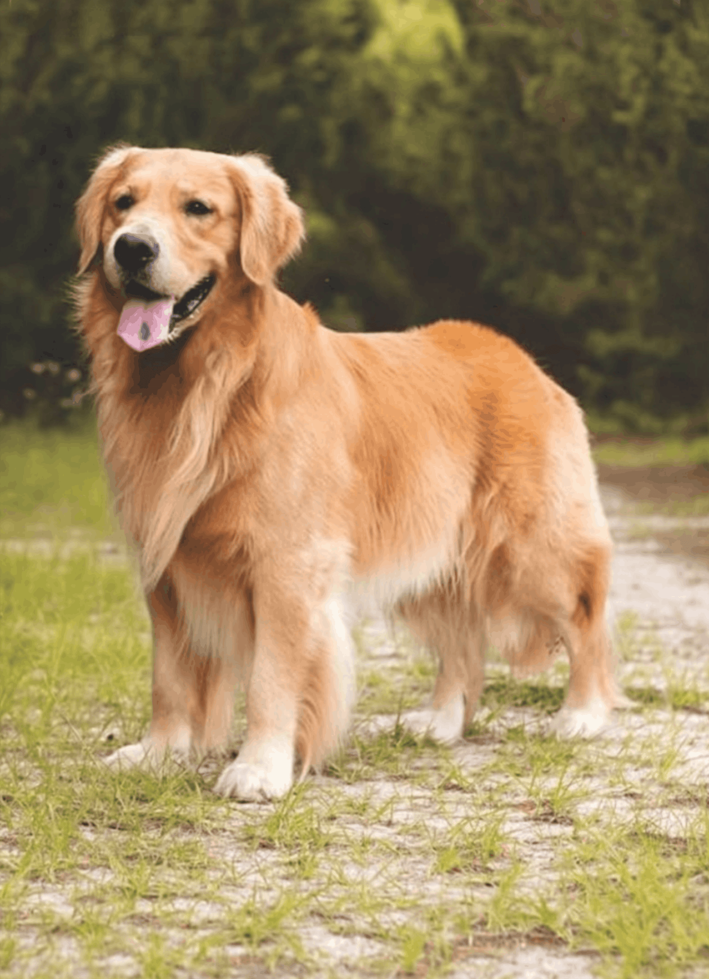 Golden retriever standing outdoors on a grassy path with trees in the background