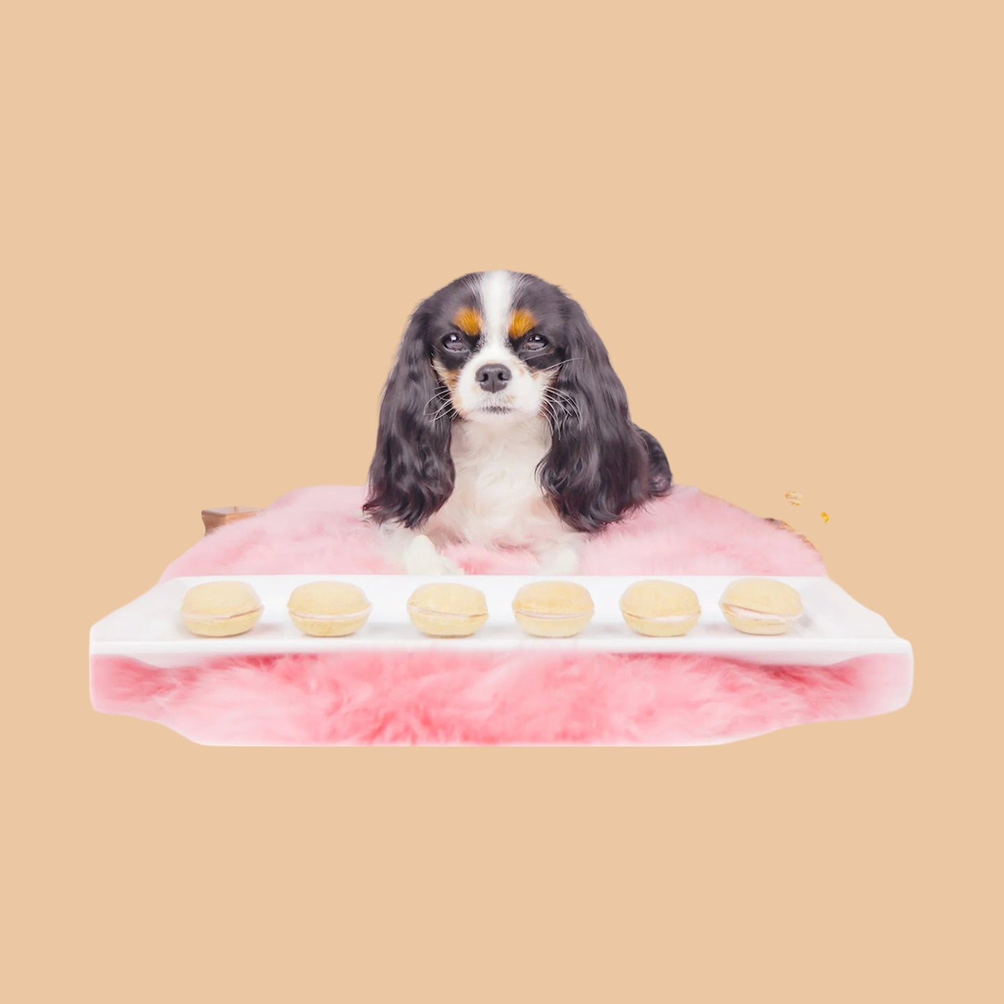 Dog Macarons - Box of 6 (Available in 12 Flavors)