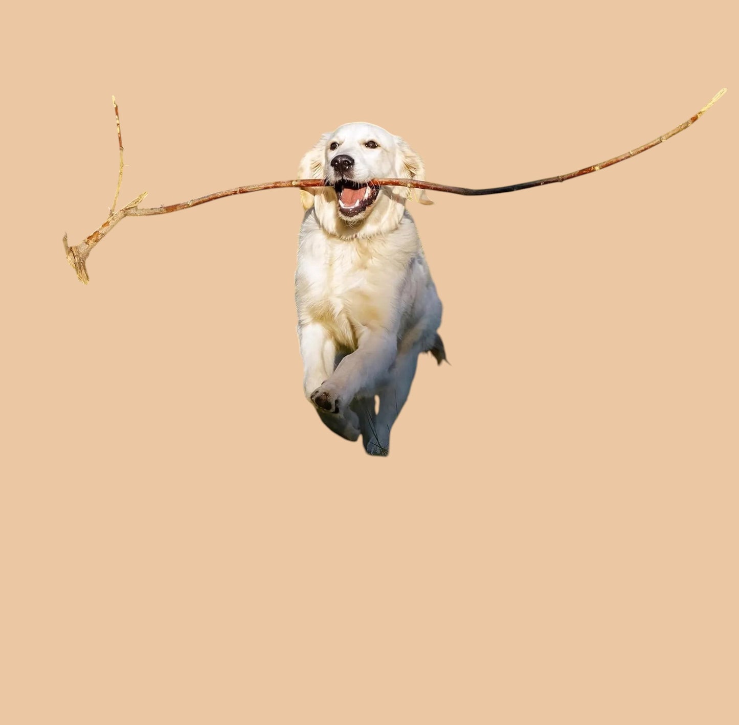 Pets Paradise Love golden retriever running joyfully with a stick in its mouth against a solid tan background